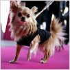 Un chihuahua en Beverly Hills : photo Raja Gosnell
