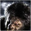 El hombre lobo : photo Benicio Del Toro, Joe Johnston