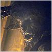 El hombre lobo : photo Benicio Del Toro, Joe Johnston