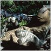 Dinosaurio : photo