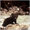 El oso : photo Jean-Jacques Annaud