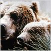 El oso : photo Jean-Jacques Annaud