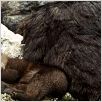 El oso : photo Jean-Jacques Annaud