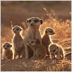 The Meerkats : photo