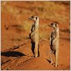 The Meerkats : photo