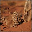 The Meerkats : photo