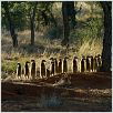 The Meerkats : photo