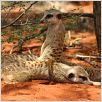 The Meerkats : photo