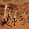 The Meerkats : photo