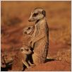 The Meerkats : photo