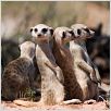 The Meerkats : photo