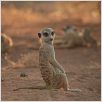 The Meerkats : photo