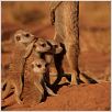 The Meerkats : photo