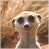 The Meerkats : photo