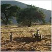 The Meerkats : photo