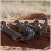 The Meerkats : photo