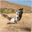 The Meerkats : photo