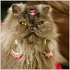 Mi gato Angus, mi primer morreo y el plasta de mi padre : photo Gurinder Chadha