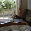 Canino : photo Giorgos Lanthimos