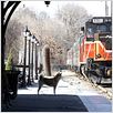 Siempre a tu lado. Hachiko : photo Lasse Hallström