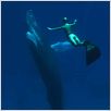 The Cove : photo Louie Psihoyos