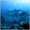 OceanWorld 3D : photo François Mantello, Jean-Jacques Mantello
