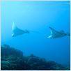 OceanWorld 3D : photo François Mantello, Jean-Jacques Mantello