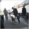 Siempre a tu lado. Hachiko : photo