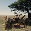 Viaje mágico a África : photo