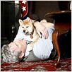 Siempre a tu lado. Hachiko : photo Lasse Hallström, Richard Gere