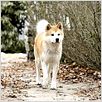 Siempre a tu lado. Hachiko : photo Lasse Hallström