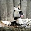 Siempre a tu lado. Hachiko : photo Lasse Hallström