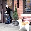 Siempre a tu lado. Hachiko : photo Lasse Hallström