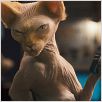 Como perros y gatos: La revancha de Kitty Galore : photo Brad Peyton, Kevin Lima