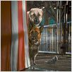 Como perros y gatos: La revancha de Kitty Galore : photo Brad Peyton, Kevin Lima