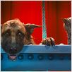 Como perros y gatos: La revancha de Kitty Galore : photo Brad Peyton, Kevin Lima
