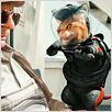 Como perros y gatos: La revancha de Kitty Galore : photo Brad Peyton, Kevin Lima