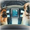 Como perros y gatos: La revancha de Kitty Galore : photo Brad Peyton, Kevin Lima
