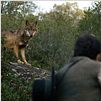 Entre lobos : photo