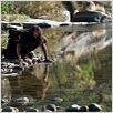 Entre lobos : photo
