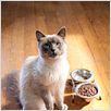 Marmaduke : photo