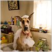 Marmaduke : photo