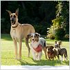 Marmaduke : photo