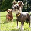 Marmaduke : photo