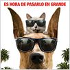 Marmaduke : poster