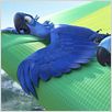 Rio : photo Carlos Saldanha, David Kross