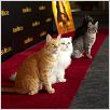 El gato con botas : photo Chris Miller, Chris Miller (II)