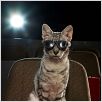 El gato con botas : photo Chris Miller, Chris Miller (II)
