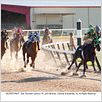 Secretariat : photo