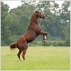 Secretariat : photo Randall Wallace
